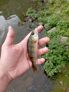 European Perch