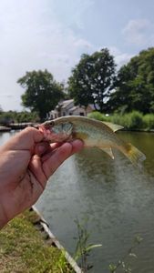 Largemouth Bass