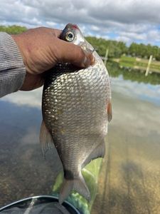 Common Bream