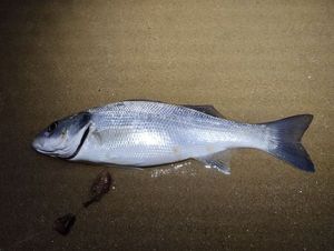 European Bass (Seabass)