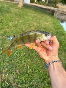 European Perch