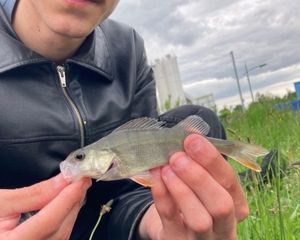 European Perch