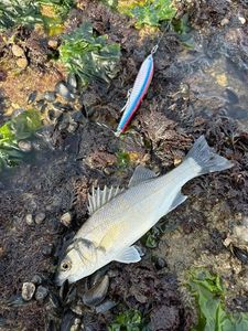 European Bass (Seabass)