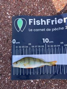 European Perch