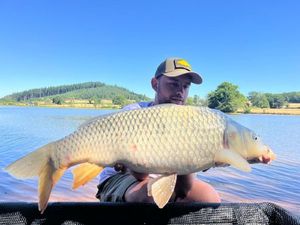 Common Carp