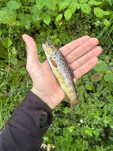 Brown Trout