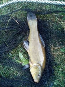 Tench