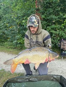 Common Carp