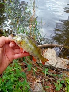 European Perch