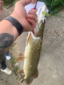 Northern Pike