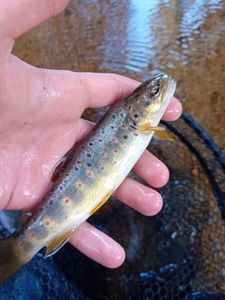 Brown Trout