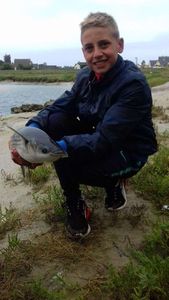 Thicklip Grey Mullet