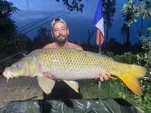 Common Carp