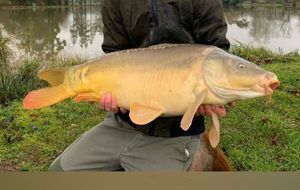 Mirror Carp