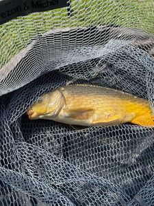 Leather Carp