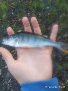European Perch