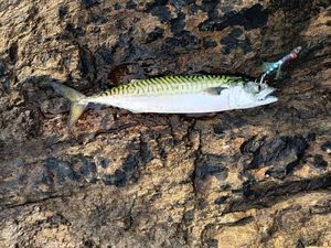 Mackerel