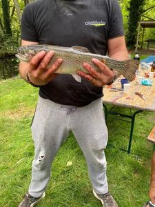 Brown Trout