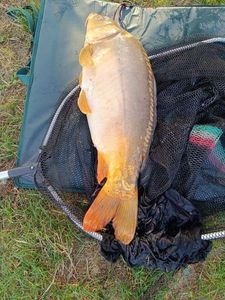 Leather Carp