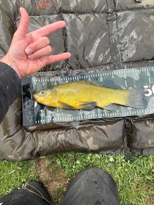 Tench