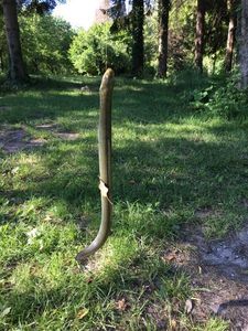 European Eel (Common Eel)