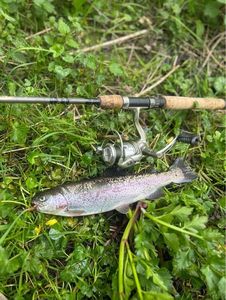 Rainbow Trout