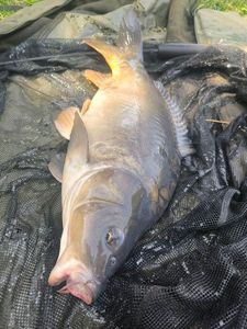 Mirror Carp