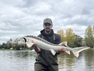 Danube Sturgeon