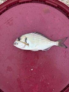 Gilthead Seabream