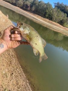 Largemouth Bass