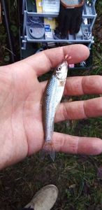Gudgeon