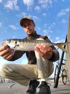 Atlantic Horse Mackerel