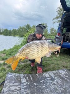 Common Carp