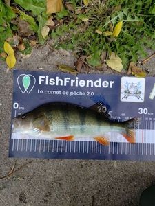 European Perch