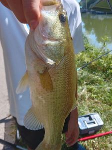 Largemouth Bass