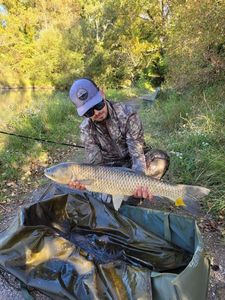 Grass Carp