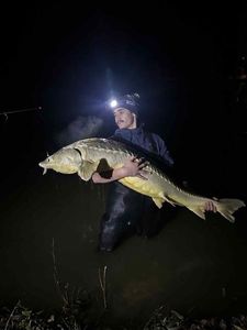 Sturgeon