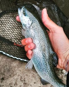 Rainbow Trout