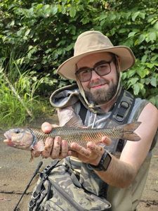 Fallfish