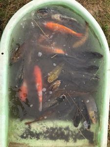 Koï Fish