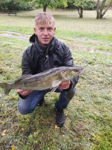 Zander