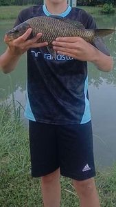 Common Carp