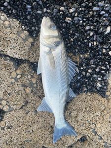 European Bass (Seabass)