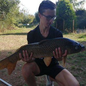 Common Carp