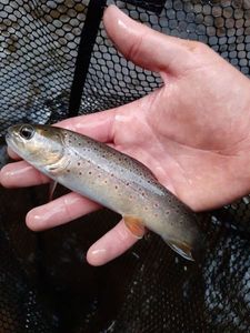 Brown Trout