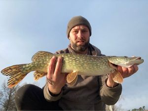 Northern Pike