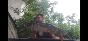 Common Carp
