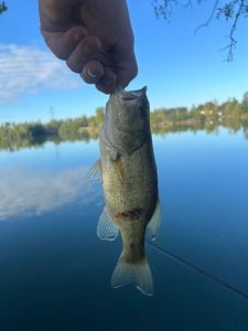 Largemouth Bass