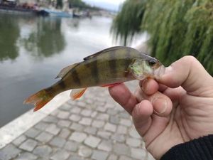 European Perch