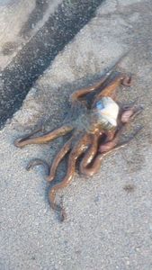 Common Octopus